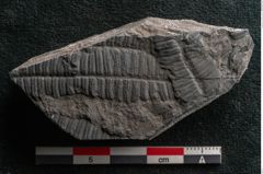 Foto (Detailansicht) von Cyatheites schlotheimii St. (NHMW-GEO-2024-0188-10883)